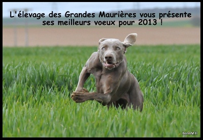 Des grandes maurières - Voeux 2013