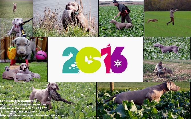 Des grandes maurières - Bonne Année 2016!