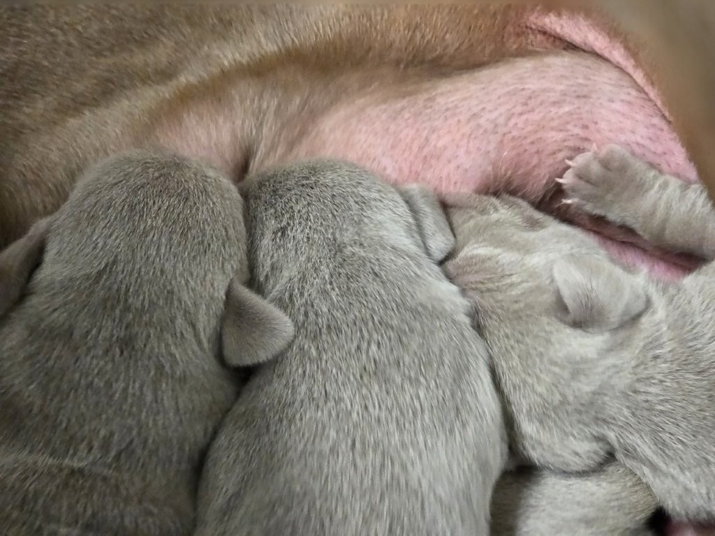 Des grandes maurières - Chiots disponibles - Braque de Weimar