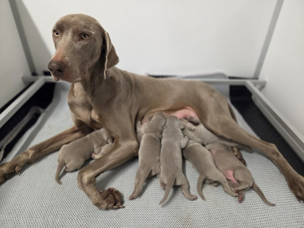 Chiot Braque de Weimar Des grandes maurières