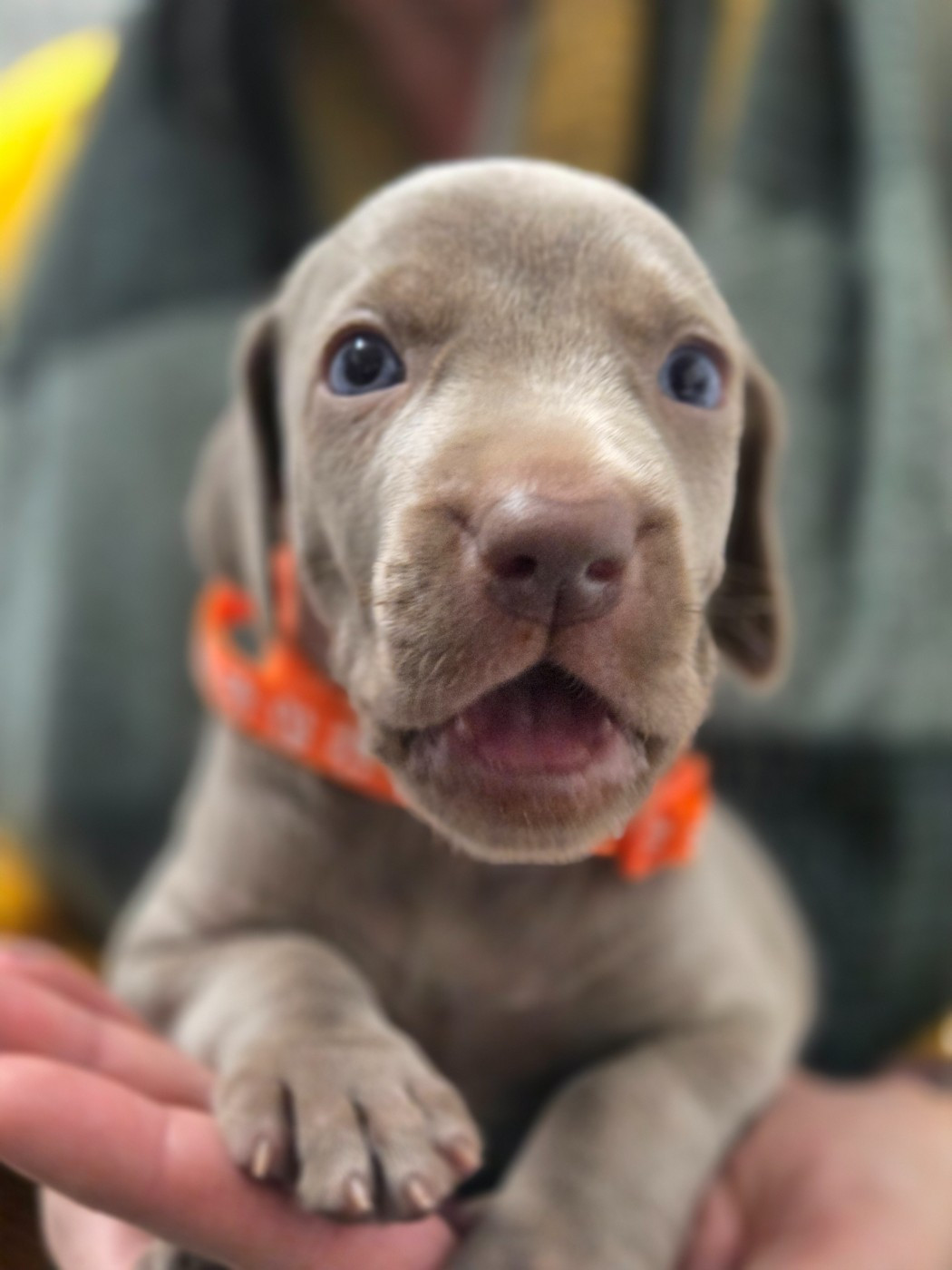 Des grandes maurières - Chiots disponibles - Braque de Weimar