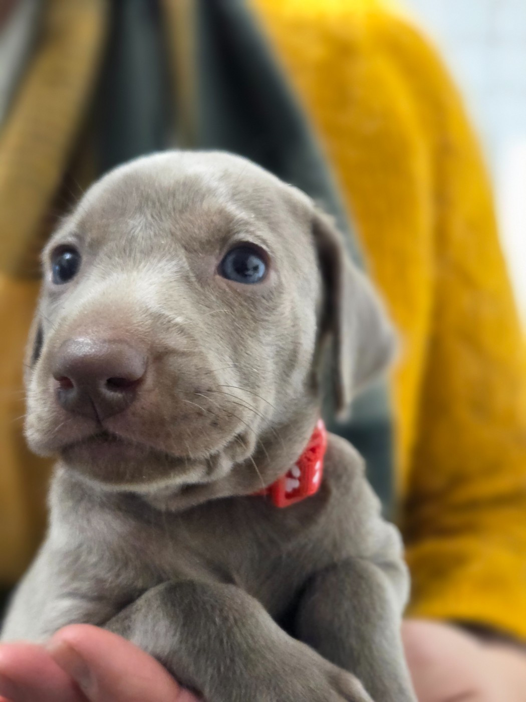 Des grandes maurières - Chiots disponibles - Braque de Weimar