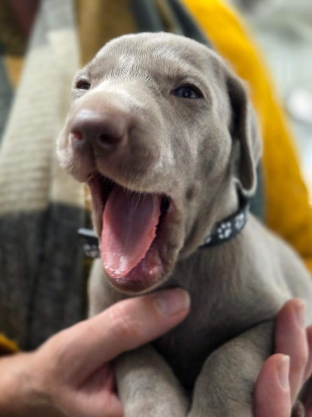 Des grandes maurières - Chiots disponibles - Braque de Weimar