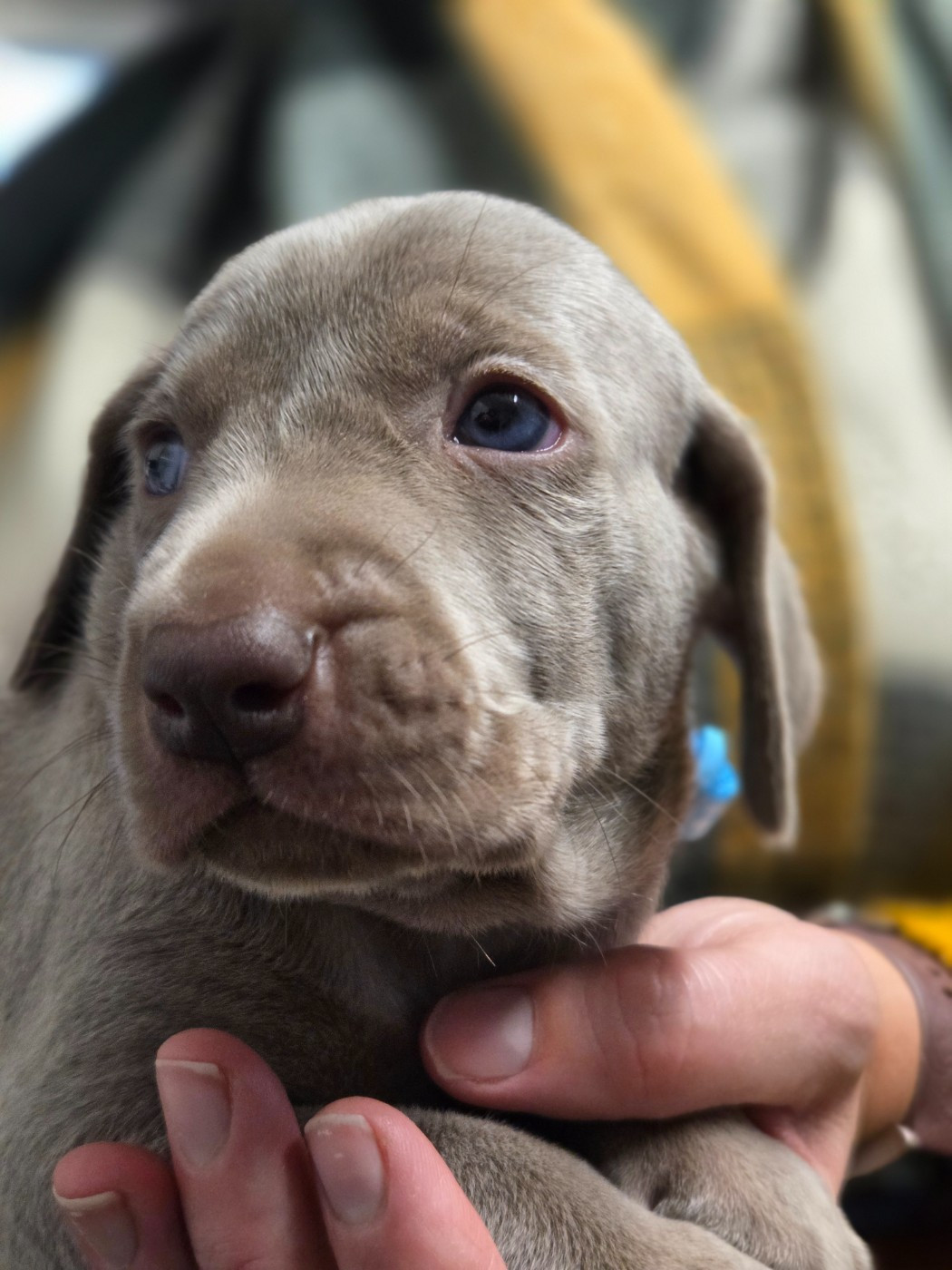 Des grandes maurières - Chiots disponibles - Braque de Weimar