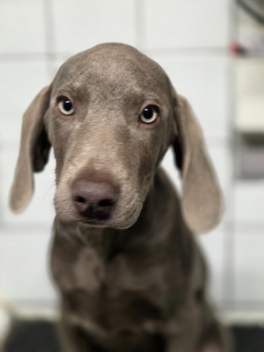 Des grandes maurières - Chiots disponibles - Braque de Weimar