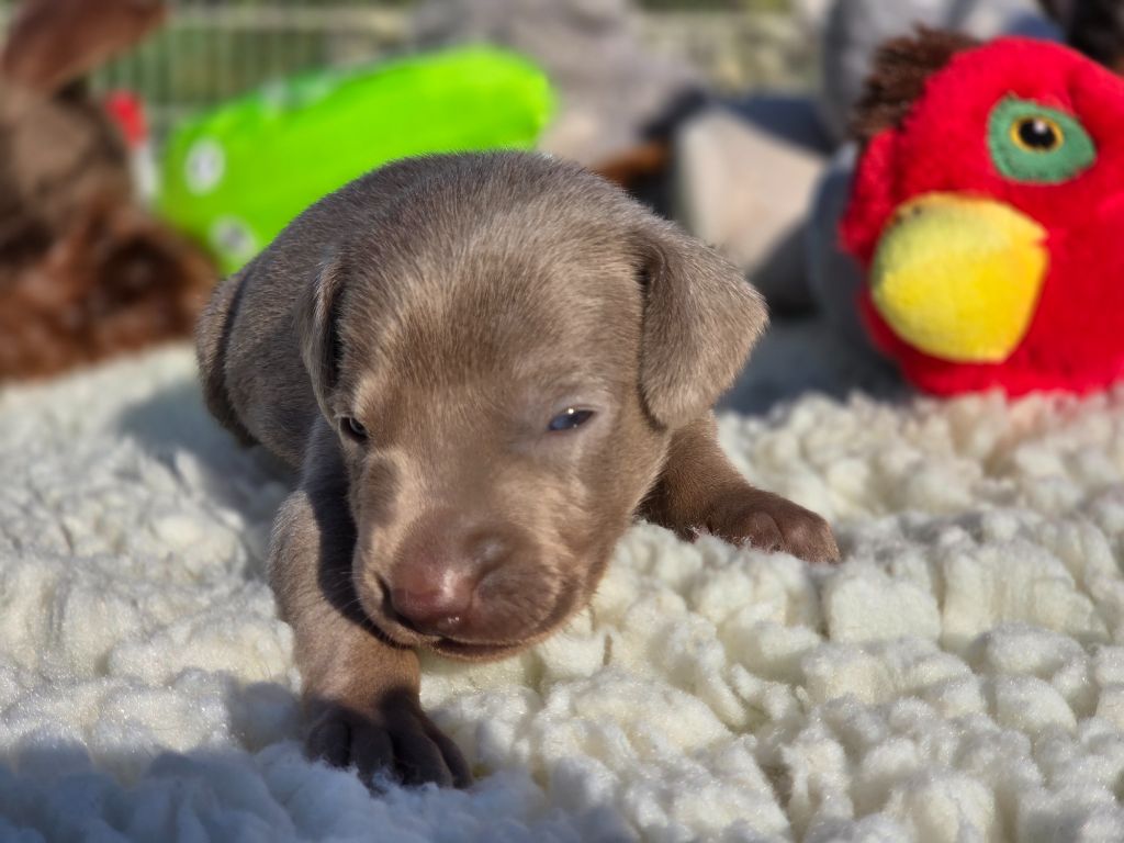 Des grandes maurières - Chiots disponibles - Braque de Weimar