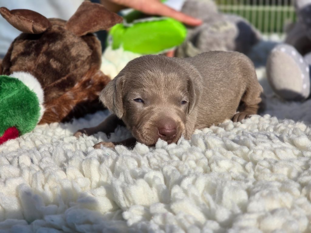Des grandes maurières - Chiots disponibles - Braque de Weimar