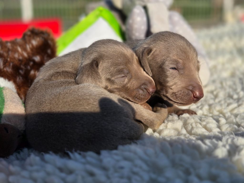 Des grandes maurières - Chiots disponibles - Braque de Weimar