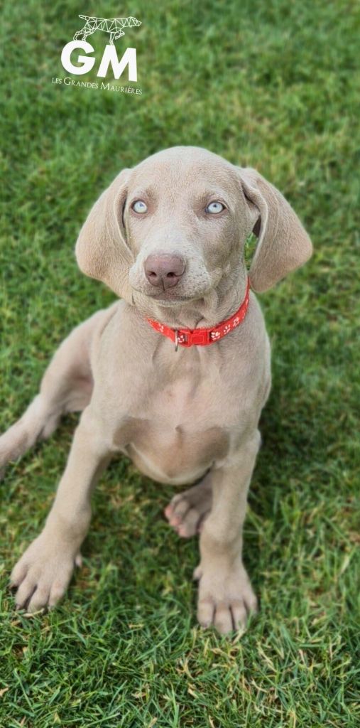 Des grandes maurières - Chiots disponibles - Braque de Weimar