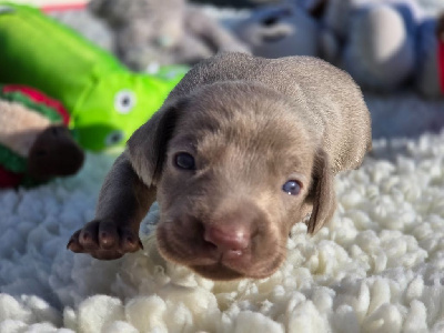 CHIOT 5