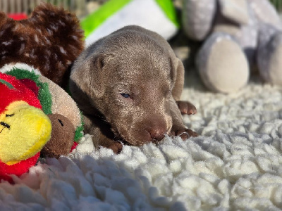 CHIOT 8
