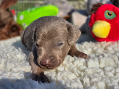 CHIOT 2