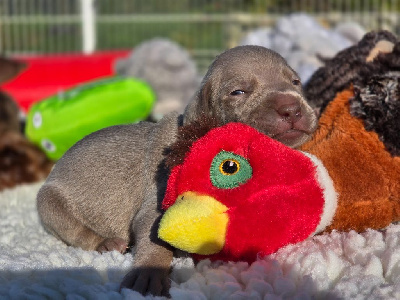 CHIOT 10