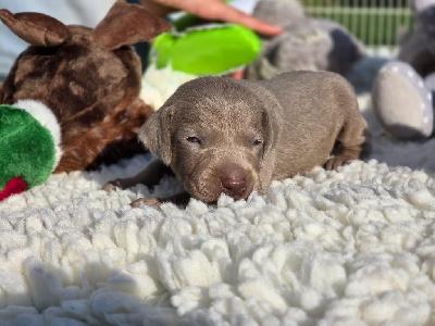 CHIOT 9