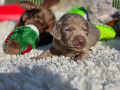 CHIOT 1