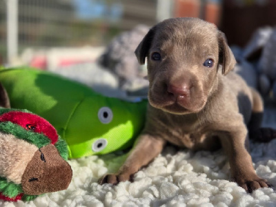CHIOT 3