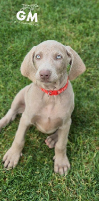 CHIOT 4
