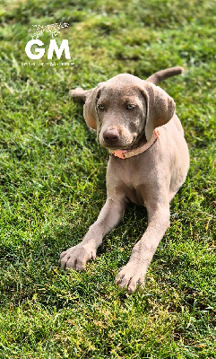 CHIOT 6