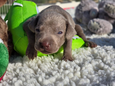 CHIOT 4