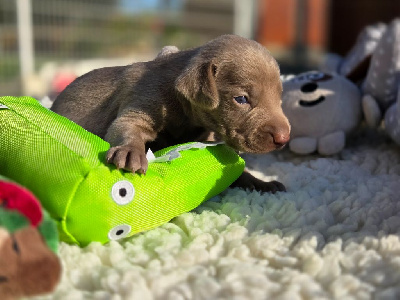 CHIOT 6