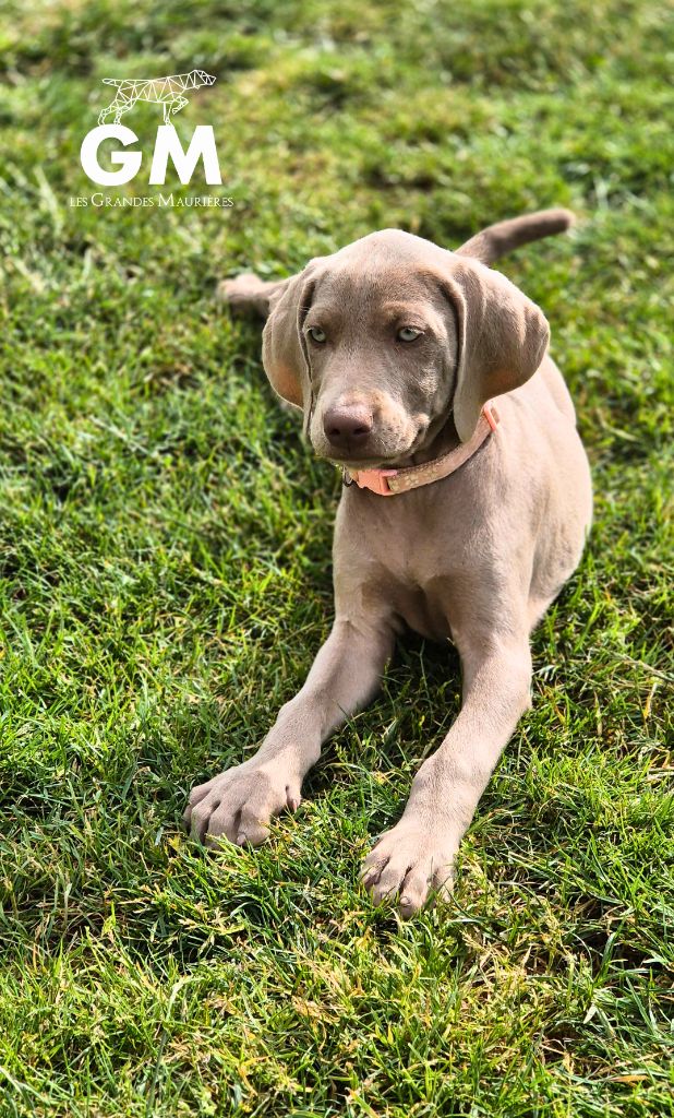 Des grandes maurières - Chiots disponibles - Braque de Weimar